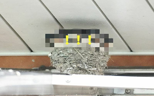 鳥巢塞5隻小胖燕！網：孩子長太快