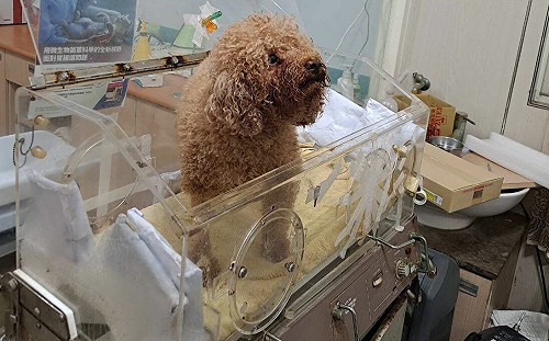 女子稱奉神諭攜愛犬跳海  新北動保處緊急救援成功