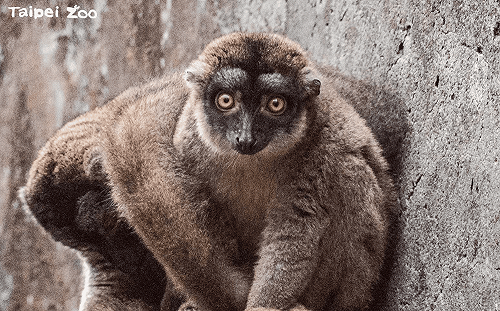 北市動物園常見毒蛇咬傷案件！園方：褐狐猴為第一受害者