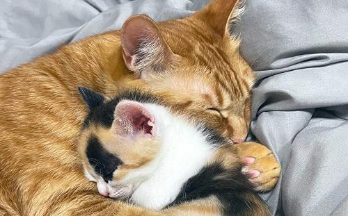 有妹萬事足！大橘抱小貓熟睡融化網