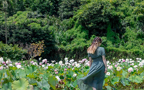 新北賞荷攻略 不藏私報你知！