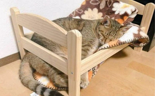 該減肥了！貓咪睡香甜小床竟崩壞了