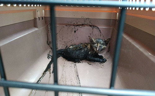 夏初奶犬貓大爆發  新北動保處籲停看聽再伸援手