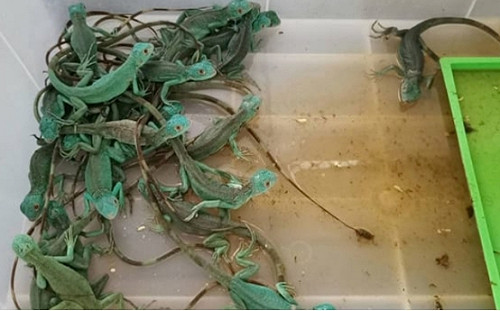 「怪獸與牠們的產地」? 2婦女行李箱藏109隻活動物 被機場X光機查出