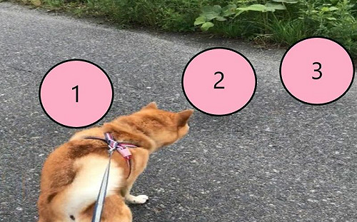 炸毛了！柴犬散步遇貓咪3劍客怒瞪