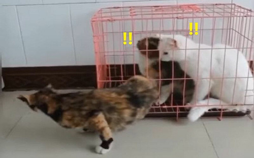 貓花20秒逃出籠！網愣：其實是虛胖