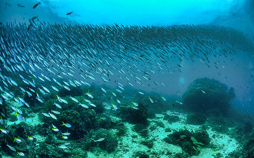 蕭徐行觀點》聯合國海洋大會 重視永續漁業的重要