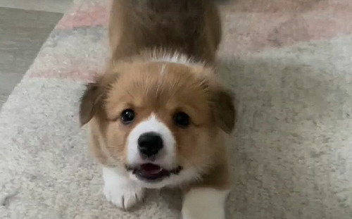 1動作收服！兇汪瞬間變「小奶狗」