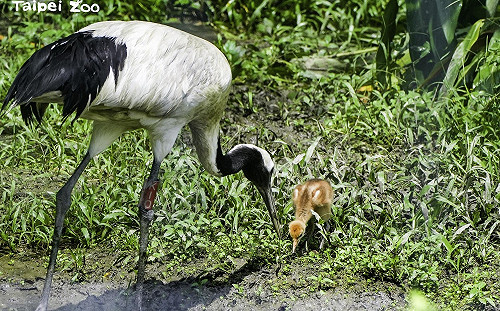 來台11年終傳好消息！北市動物園丹頂鶴成功繁殖 寶寶萌樣曝光
