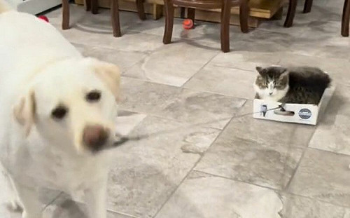 狗奴才竭盡服務！貓移動甚至不用腿