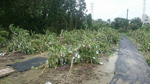 市府：莫蘭蒂災後復原 高市己達8成