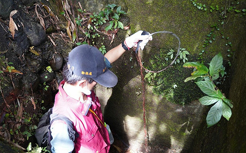 新北動保處重懲販售山豬吊 協調電商平台杜絕銷售管道