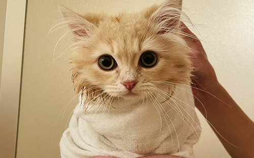 (影)奴才將貓咪嬰兒包！網笑：貴喵出浴