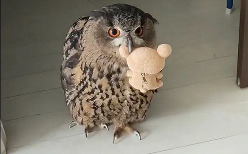 貓頭鷹炫耀牠有趴趴熊！秀完秒回窩