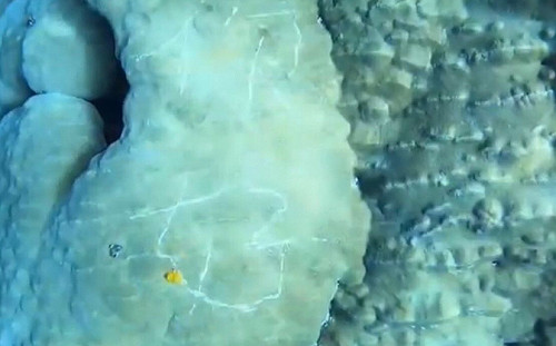 蘭嶼200歲珊瑚遭人蓄意刻字「你好」 網友痛批：黑心行為