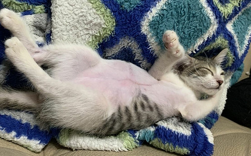 肚皮潰裂奇蹟生還  新北動保處妙手救回喵美人