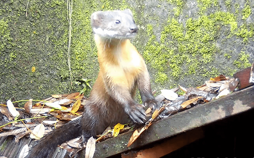 羅東林管處打造動物安全回家路！黃喉貂也來打卡