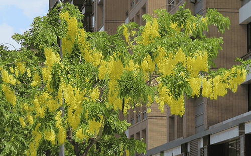 黃金雨終於來了！北市4大賞阿勃勒絕佳景點一次看