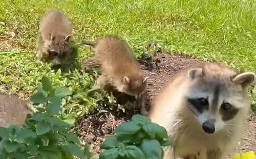 隨屋附贈！女子每晚「被敲門」討食