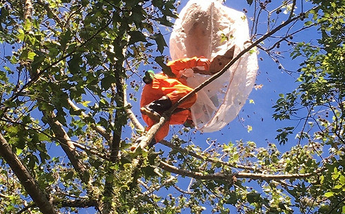 虎頭蜂築巢旺季 新北動保處聯防18場管單位提4項預警