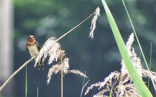 自然享「燕」限時登場 2022新北五股濕地夏日賞燕季