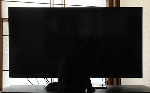 電視前有貓？牠轉頭才露餡網全崩潰