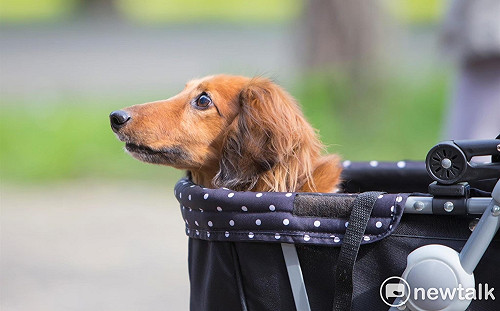 2個月內修訂寵物專章！陳吉仲：推動1959救援專線