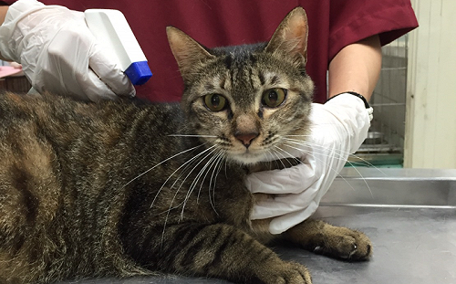 毛寶貝炎夏防跳蚤  新北動保處傳授小妙招