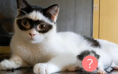 貓爸天生長眼罩！兒子竟完美繼承