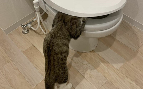 (影)貓頭塞馬桶像在吐！飼主笑：宿醉啦