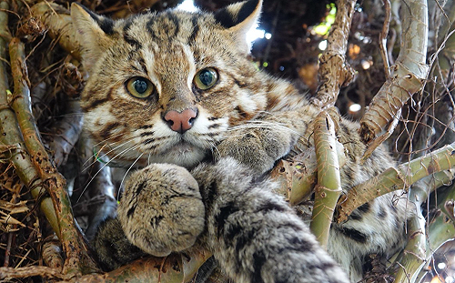 又死了一隻野放石虎！林務局：浪浪攻擊為死因