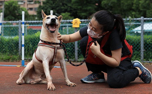 兩腳狗奇蹟般重新行走  新北動保處妙手治癒籲認養