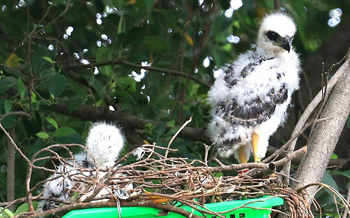 高雄菜籃小鷹長出飛羽  展翅高飛前繫上腳環日後好相認
