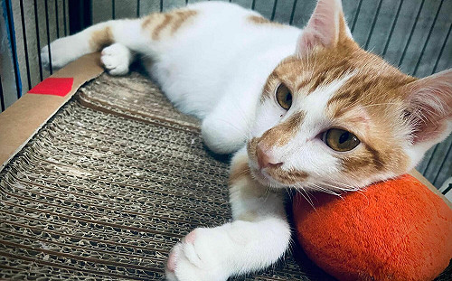 動保處協助自強國小新校園貓絕育   新北累計95隻冠全國