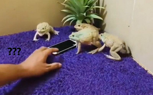 這是尖叫雞？4隻青蛙霸占手機示威