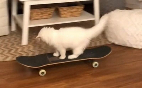 白貓溜滑板出巡！媽傻眼：成精了