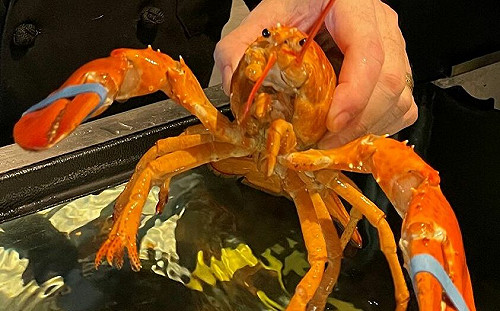 不是被煮熟的喔! 美捕獲率3千萬分之1 超罕見「橙色龍蝦」差點被端上餐桌