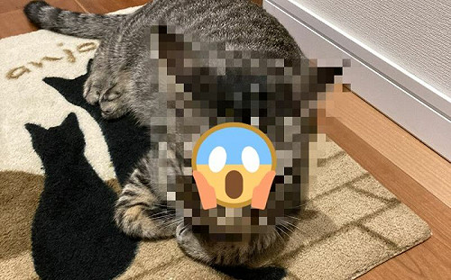 慘了！奴才晚歸沒解釋　貓咪超不悅