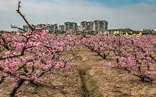中國賣房奧步不斷 「愛心助農 水蜜桃抵購房款」桃農打臉:拿去賣都更值錢