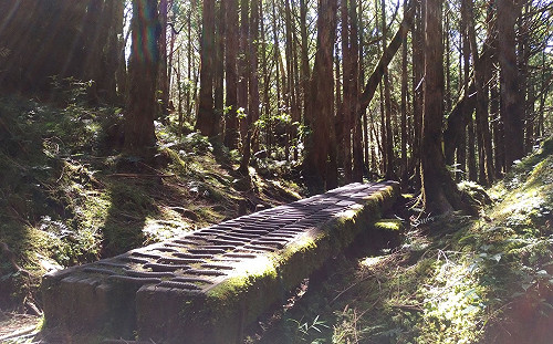 太平山10/20開園！4聯外道路僅1條搶通  林管處：可從宜51線前往