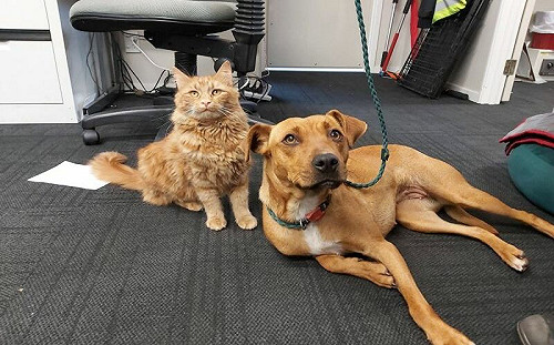 破天荒！橘貓竟成為狗收容所輔導員