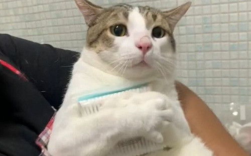 貓雙手緊抱棉花棒！小心翼翼超珍惜