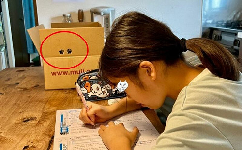 紙箱戳洞監督小孩！貓褓姆超專業