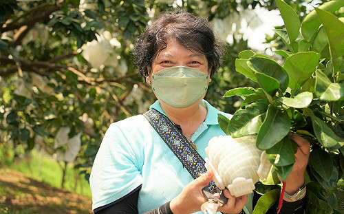 新北八里心型柚、文旦柚開始預購囉！至中秋節前預購享雙重優惠