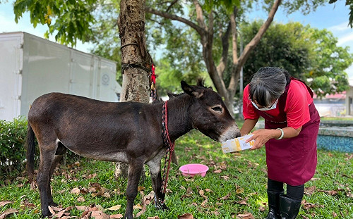 驢子闖民宅被誤為迷你馬　新北動保處迅速安置助植晶片