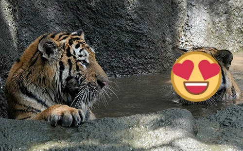 大老虎泡涼水消暑！吐小舌超級憨萌
