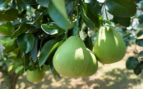 促進台日友誼！夏季水果嘉年華20日凱達格蘭大道登場