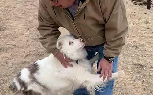 因疫情與爺爺分離！忠狗相見秒認出