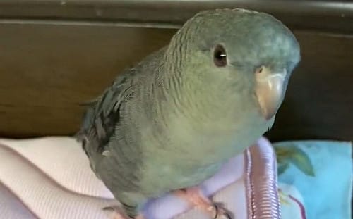 源頭竟是牠！飼主「Line鈴聲」狂炸