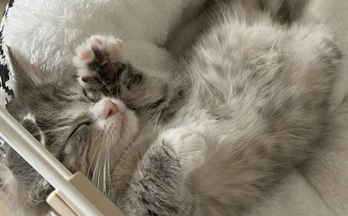 手手踩啊踩！小幼貓夢裡「樂開花」